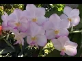 Download Lagu A new vanda for me, plus an old one re-blooms