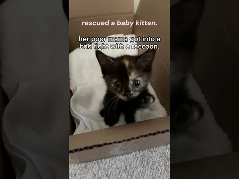 rescued this baby kitten 🥹