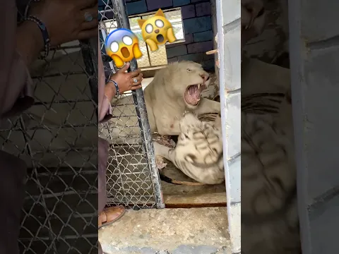 #jimcorbettwildlifeandnatureview #lion #tigerspotted #animals #funny #lifeisbutadream 🙀
