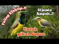 Download Lagu Suara Pikat Sogon Liar Paling Efektif