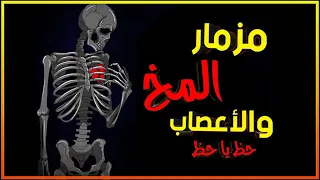 مزمار المخ والأعصاب والعمود الفقري اسمع وشوف    دندنها