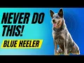 7 Things You Must NEVER Do To Your Blue Heeler Dog