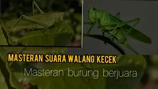 Download Masteran Suara walang kecek cocok untuk burung juara MP3