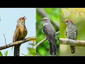 Download Lagu Suara Burung Kedasih Gacor Suara Jernih | Suara Kedasih Jantan Betina saut sautan di alam liar
