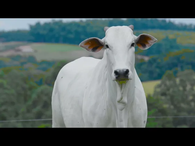 Matriz Nelore SGN - 2365