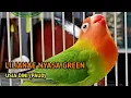 Download Lagu 1 Minute Lovebird Activity - Lilianae Nyasa Green dari induk Nyasa Pied x Nyasa Pied