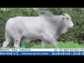 LOTE 123 - REMC A5424, Touro Nelore à venda na 11ª SEMANA PRIMAVERA GENÉTICA ADITIVA