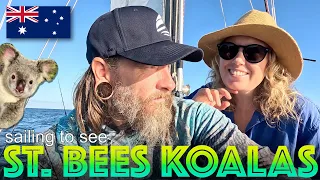 Sailing to St.Bees Island; Things That Go Bump in The Night & Seeing a Rare Koala