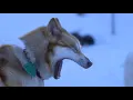 Howl - The Okee Dokee Brothers