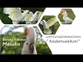 Download Lagu masteran Assalamualaikum Burung Kakatua Cockatoo 2 Jam