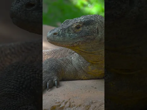 A Real Dinosaur? No, But the Komodo Dragon Comes Close. #wildlife #animals #nature