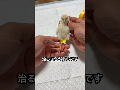 ヒヨコが歩けない場合の対処法