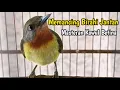 Download Lagu Suara Kowul Betina Memanggil Jantan | Kowul Betina Gacor
