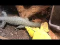 Mangrove monitor lizard VARANUS INDICUS taming process