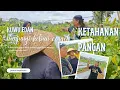 Lagu KUWU EDAN‼️Kunjungi kebon cengek untuk ketahaban pangan#viral #kuwuedan