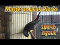 Download Lagu Jalak Rio rio Gacor Nembak TeLer ❗PANCINGAN dan MASTERAN Jalak Rio rio Bahan