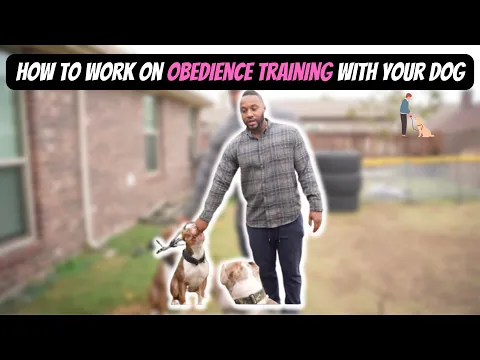 How to Correct my Disobedient Dog