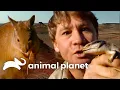 Steve Irwin s Adventures in the Outback The Crocodile Hunter Animal Planet