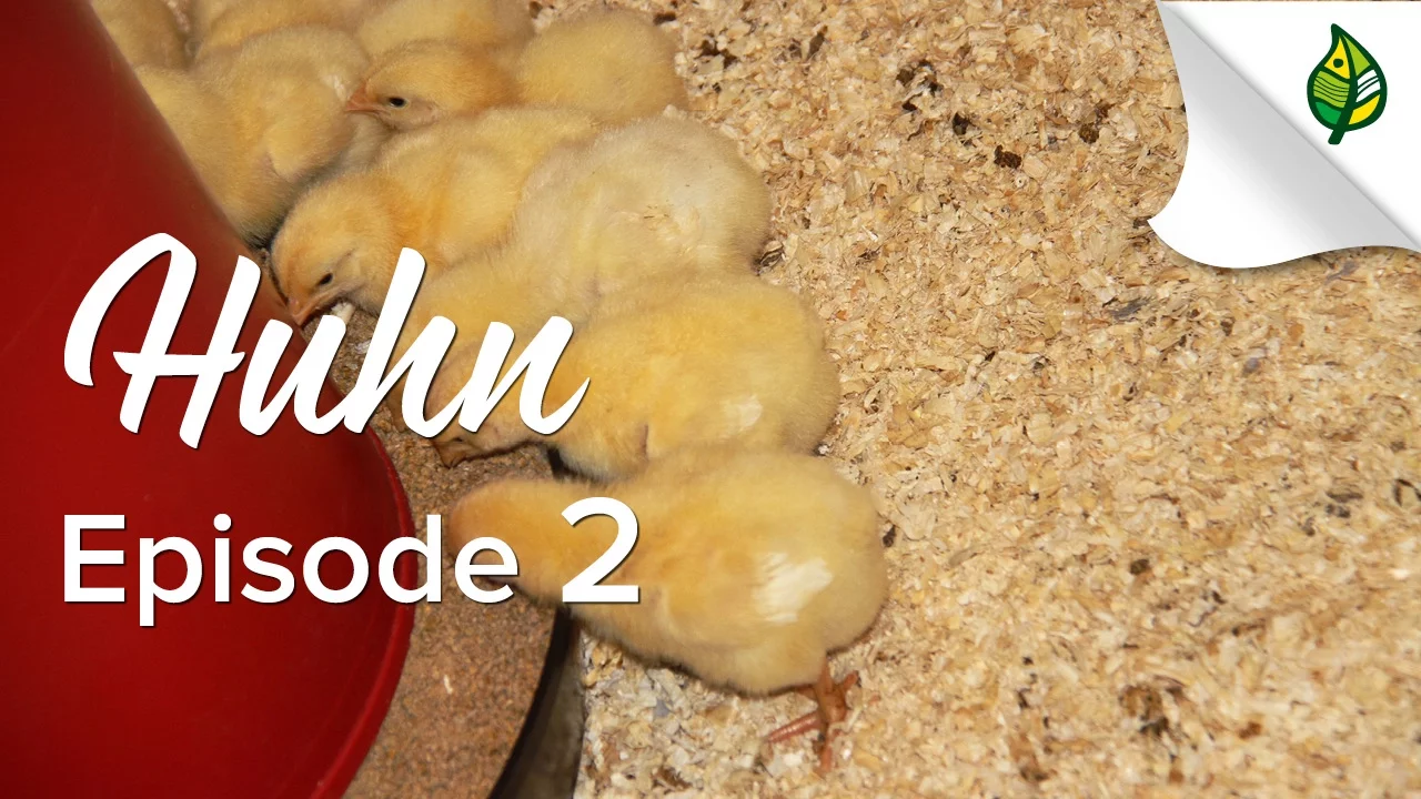 Outline Video HUHN (2/5) : Auf-Zucht und Futter - vom Küken zum Huhn