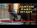 Download Lagu PANCINGAN ANIS MERAH AGAR CEPAT GACOR. BOHONG KALAU GAK RESPON MACET/STRES/BISU | HW ANIS MERAH