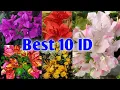 Download Lagu Top 10 Bougainvillea Varieties With Names ( ID )