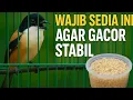 Download Lagu SATU-SATUNYA EXTRAFODING YANG CEPAT BIKIN GACOR BURUNG!