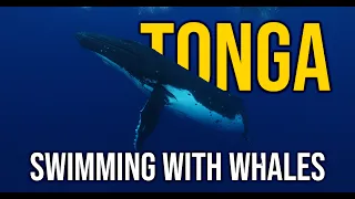 Swimming with Humpback whales in Vava'u Tonga