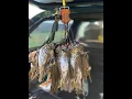 Download Lagu Turdus (song trush) Hunting in Cyprus - Kıbrıs ta Cikla Avı (2020-6) SHOTKAM GUN CAMERA