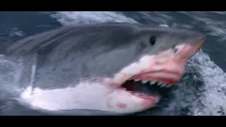 orca the killer whale 1977 great white shark