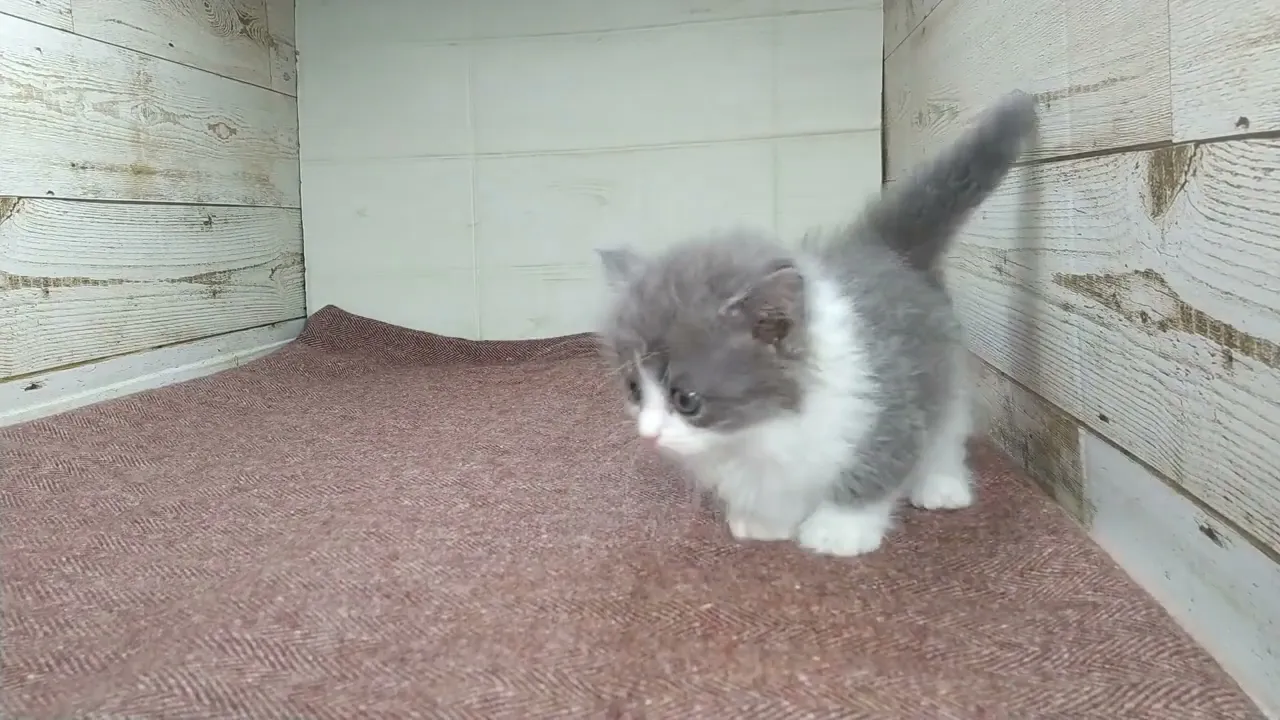 動画
