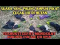 Download Lagu ampuh.. suara cucak ijo ribut yang paling ampuh 💯% pikat di hutan