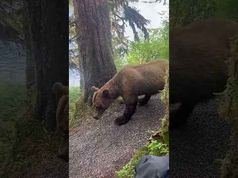 Hikers Stay Calm During Close Encounter With Grizzly Bear in Alaska