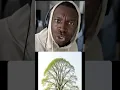Download Lagu alberi #ita #losapete #alberi
