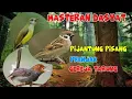 Download Lagu Masteran Dasyat, Pijantung Pisang, Prenjak, Gereja Tarung Durasi Panjang