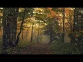 Download Lagu Forest Elf Music – Ancient Forest of the Elves [2 Hour Version]