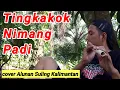 Download Lagu TINGKAKOK NIMANG PADI || versi Akustik || cover lagu dayak kanayatn