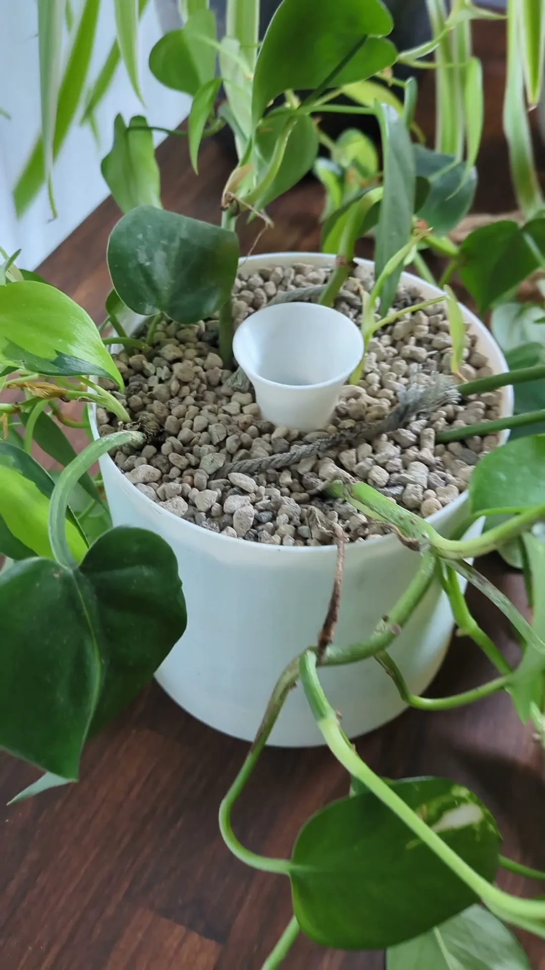 Insert Self-watering Pot