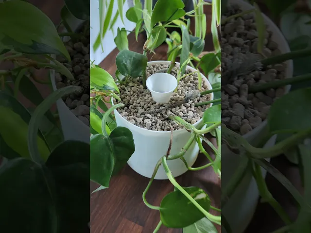 Insert Self-watering Pot video thumbnail