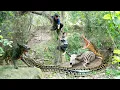 Download Lagu Smart DOG discovers giant ANACONDA and dry COW Skeleton - What will the female hunter do?