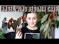 Download Lagu I finally figured out ANGEL WING BEGONIAS 🙌 Care Tips \u0026 Tricks