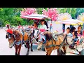 Download Lagu naik delman istimewa~lagu anak populer indonesia~lagu duwa mata saya~lagu anak balita.
