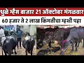 Lagu धुळे म्हैस बाजार 🛑 21 ऑक्टोबर मंगळवार | 60 हजार ते 2 लाख किंमतीचा म्हशी पहा
