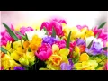 Freesia - Bolbbalgan4