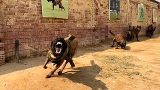 اقوي مزرعة مالينو في مصر كلاب قاتلة سلسة مزارع الكلاب4 