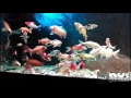 Download Lagu i-Koi girona, ENJOY KOI in AQUARIUM (HD)