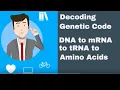 Decoding the genetic code from DNA to mRNA to tRNA to Amino Acids