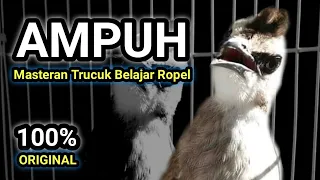 Download Suara Trucuk Belajar Ropel Ampuh Buat Pancingan dan Masteran Trucukan MP3