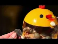 Hatching shipped button quail eggs in a TEMU INCUBATOR