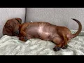 Mini dachshund wants some lovin