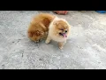 mini pom mating crossing available